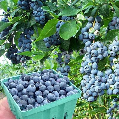 Голубика Бонифаций