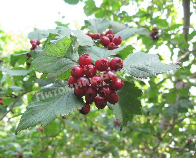 Боярышник кроваво-красный (сибирский)