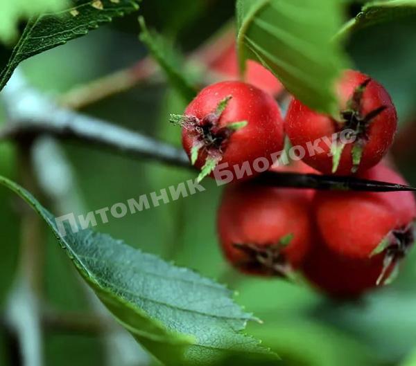 Боярышник крупноколючковый