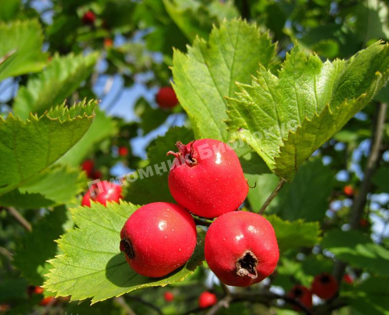 Боярышник мягковатый (полумягкий)