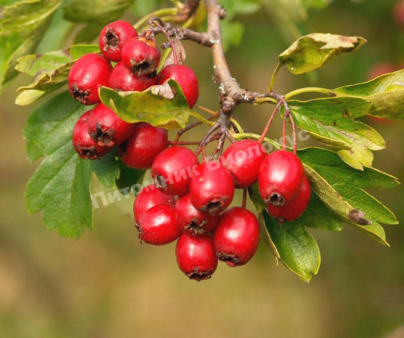 Боярышник обыкновенный (Колючий, Сглаженный, Crataegus laevigata)