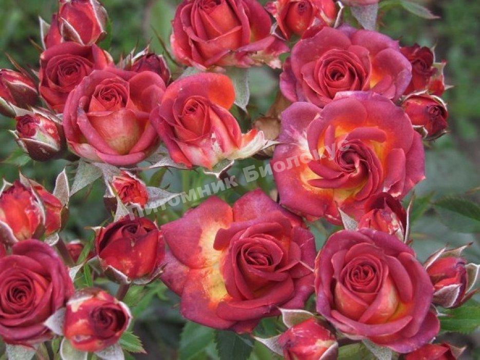 Роза бордюрная Браун Шугар