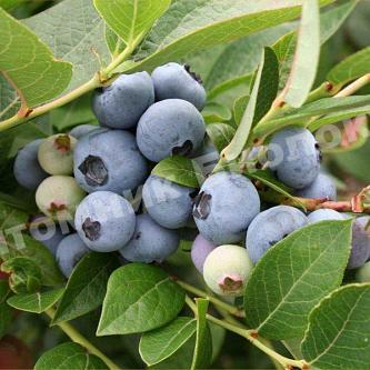 Голубика Бригитта Блю