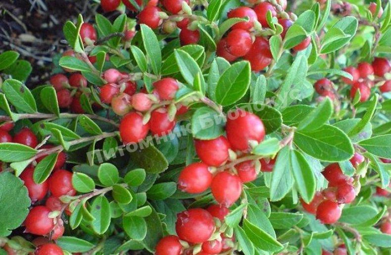 Брусника Аммерланд