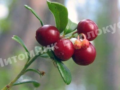 Брусника Эрнтеданк