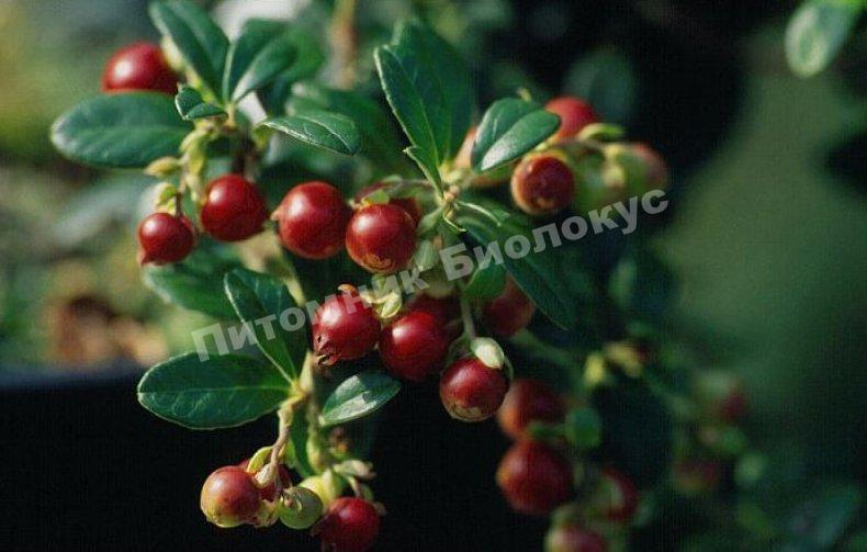 Брусника Эрнткроне