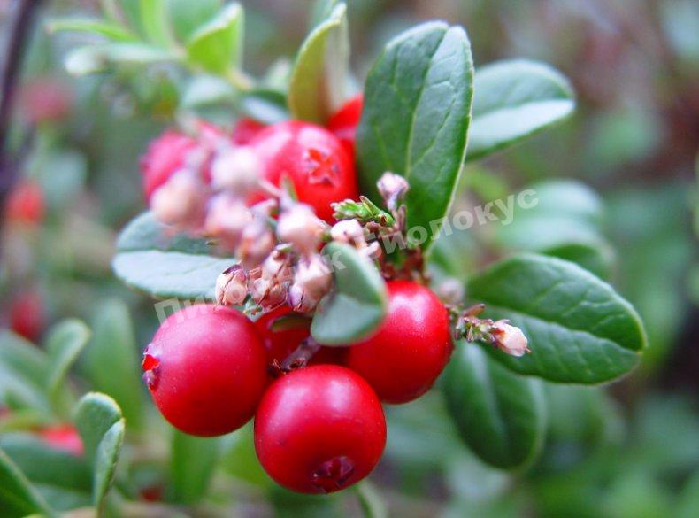 Брусника Эрнтзеген