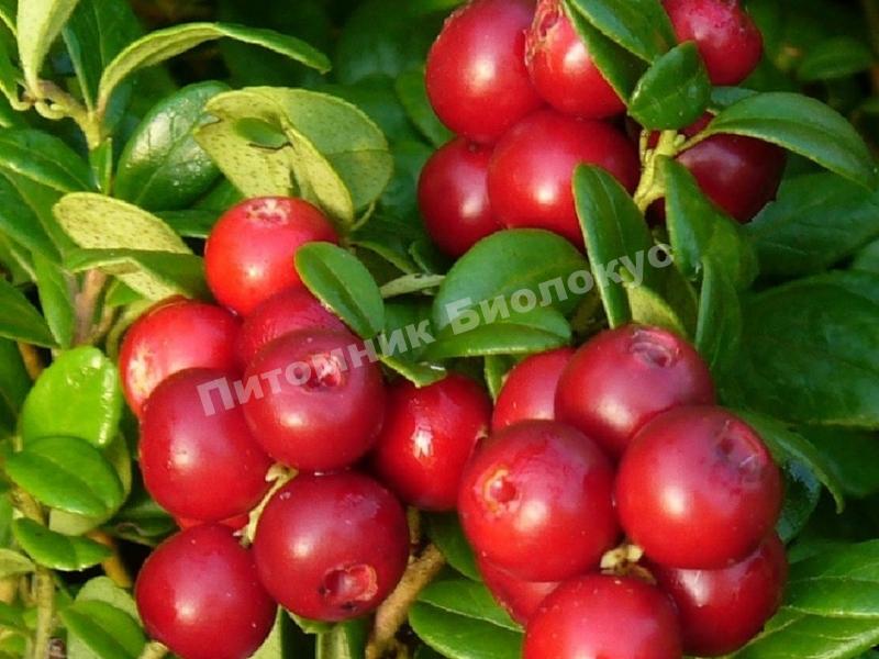 Брусника Коралл