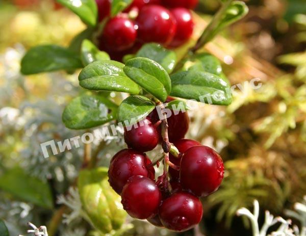 Брусника Костромичка