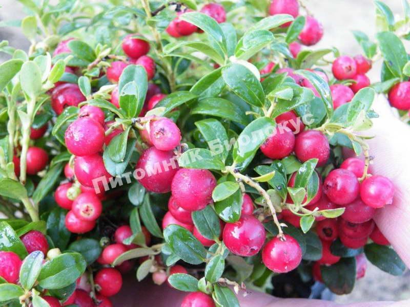 Брусника Костромская розовая
