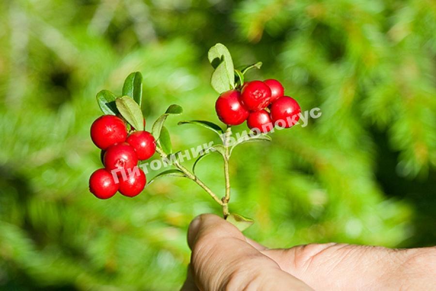 Брусника Линнея