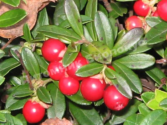 Брусника Мазовия