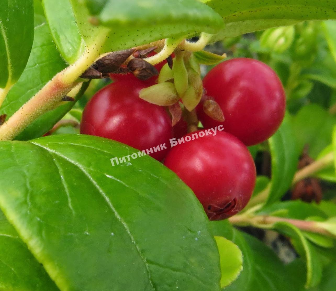 Брусника Ред Перл