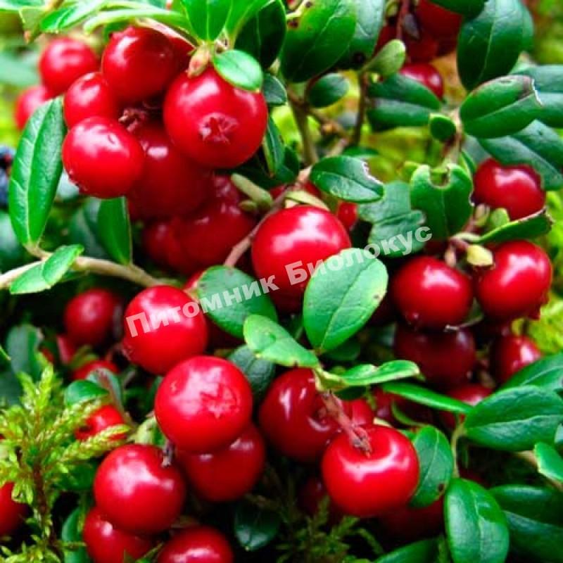 Брусника Рубин