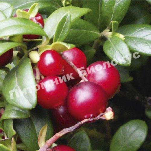 Брусника Руно Белявское