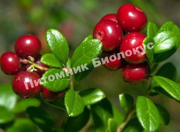 Брусника Санна