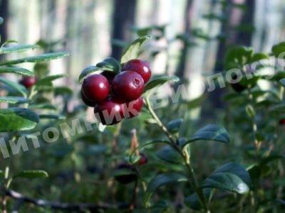 Брусника Скарлет