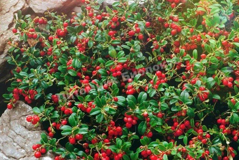 Брусника Сьюзи