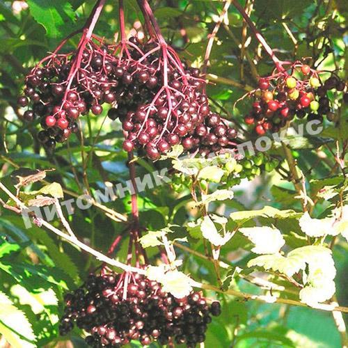 Бузина черная Мадонна