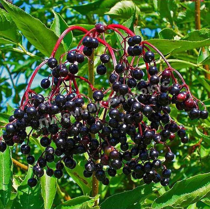 Бузина чёрная Ауреа