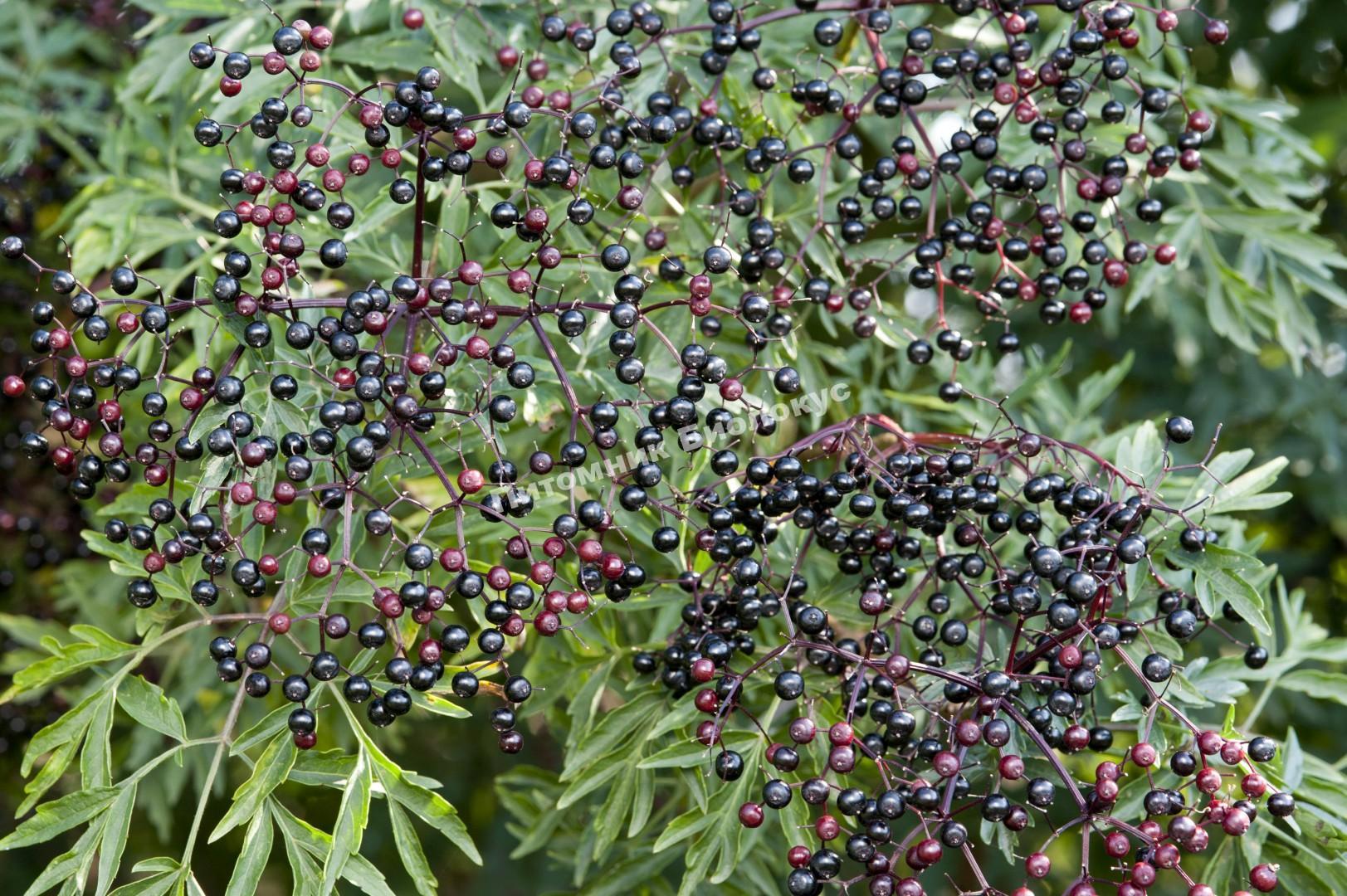 Бузина чёрная Лациниата