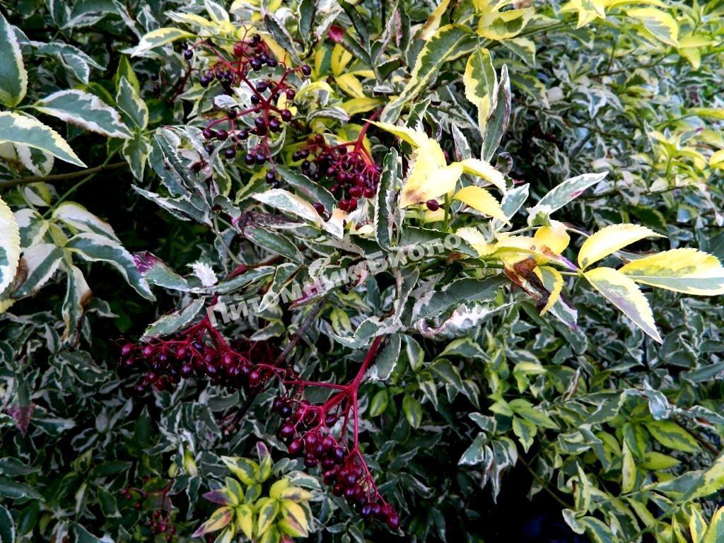 Бузина чёрная Вариегата