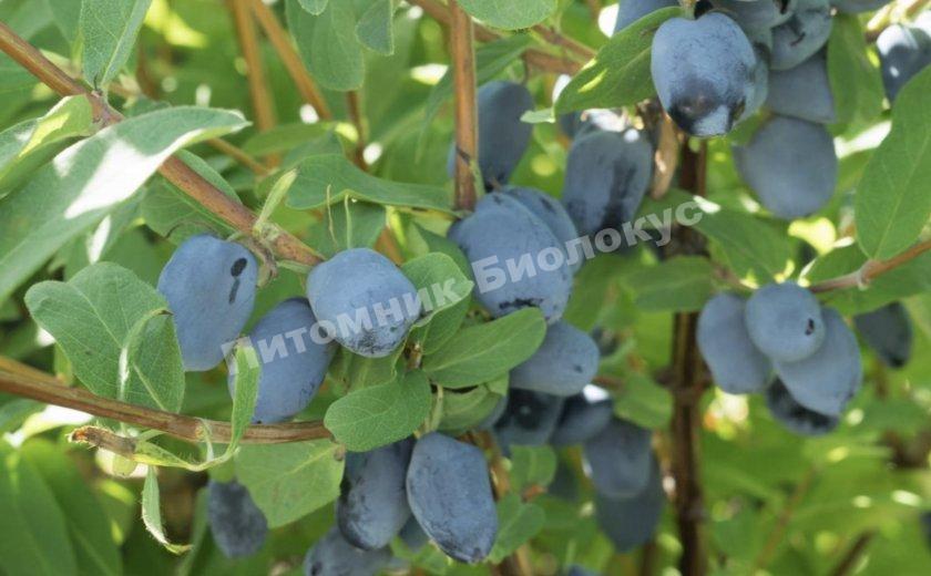 Жимолость камчатская Бореал Бьюти