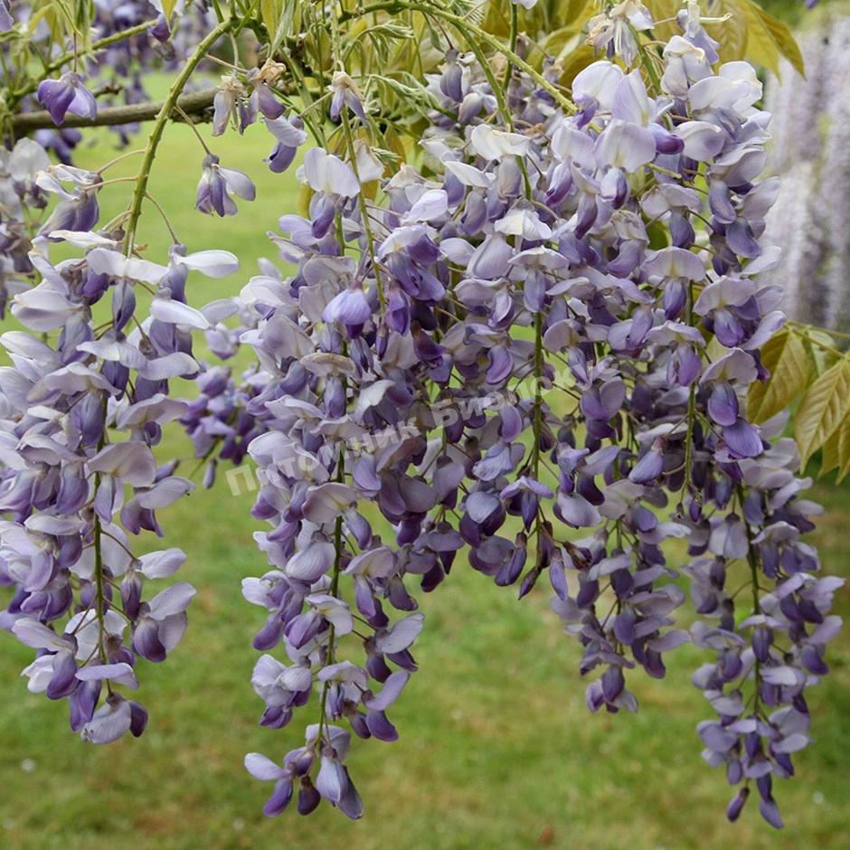 Глициния китайская Пролифик