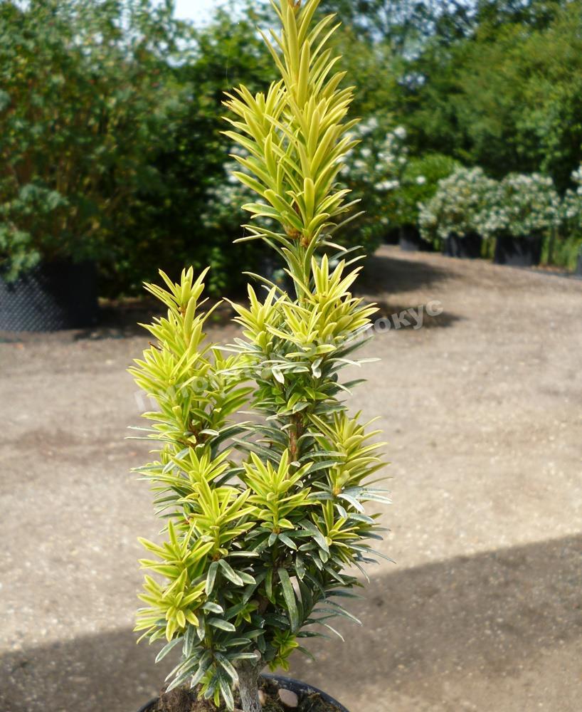 Тисс ягодный Ивори Тауэр