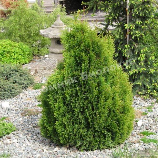 Туя западная Мики