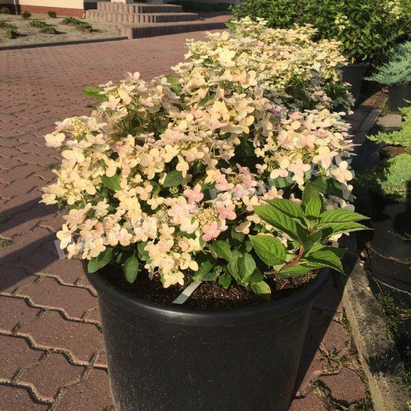 Гортензия метельчатая Полстар