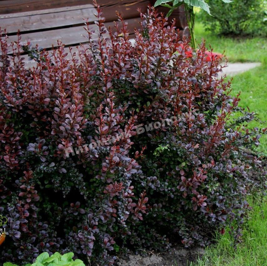 Барбарис Тунберга Дартс Ред Леди