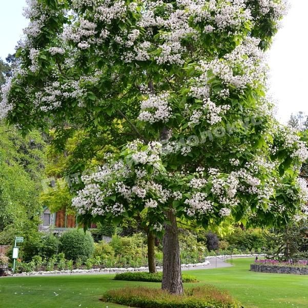 Катальпа бигнониевидная Уолтер