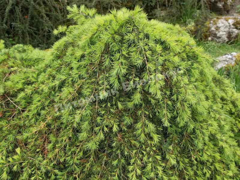 Кедр ливанский Саргенти