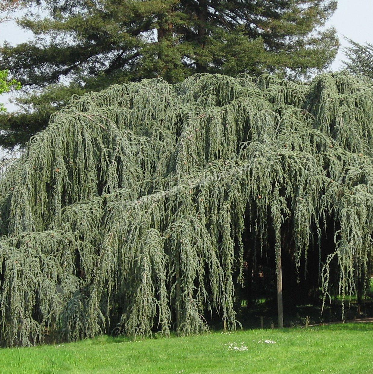 Кедр ливанский Атлантика Пендула