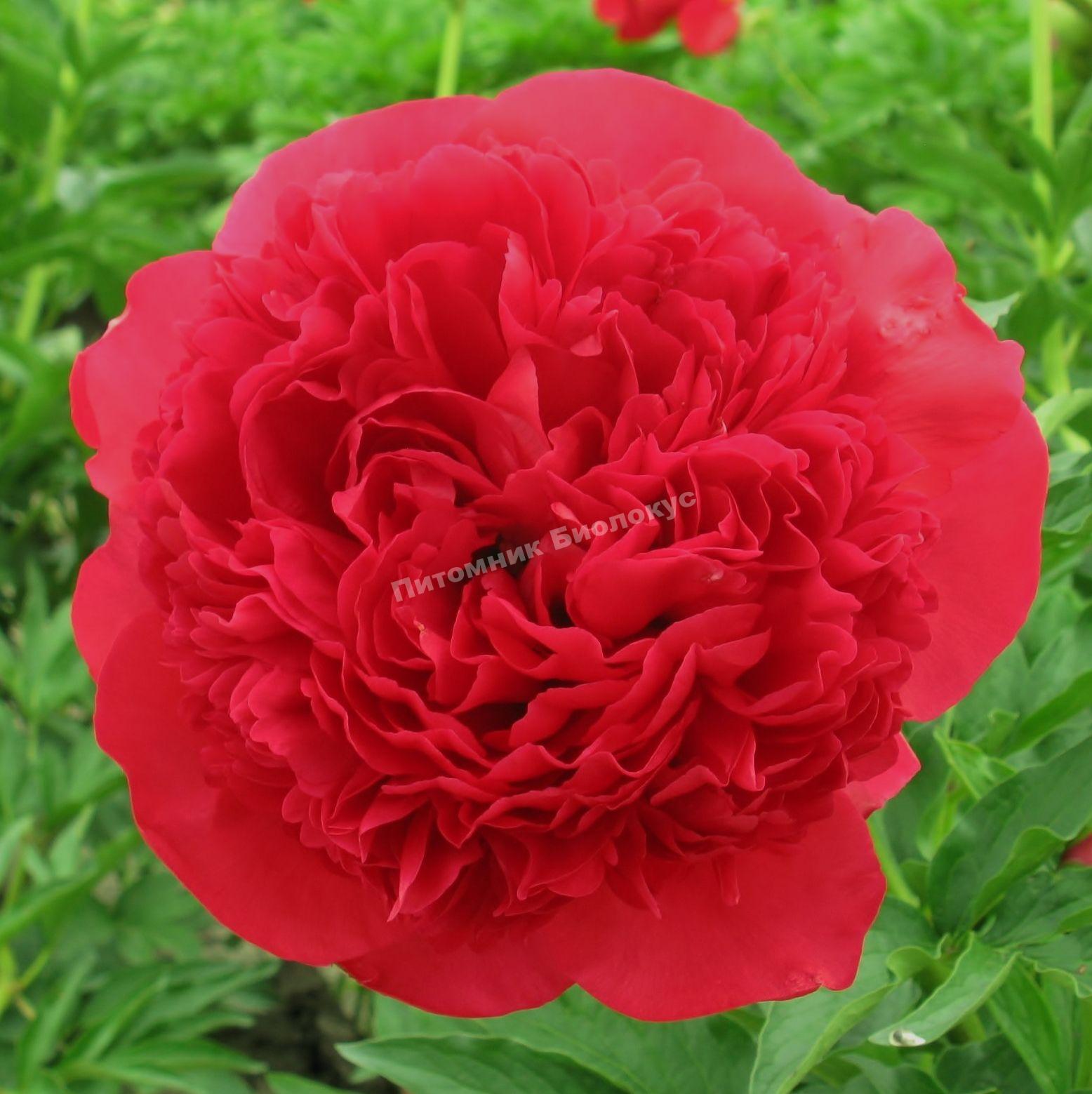 Пион травянистый Комманд Перформанс
