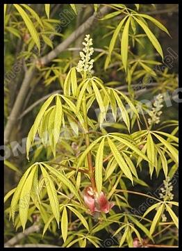 Каштан конский сизоватый