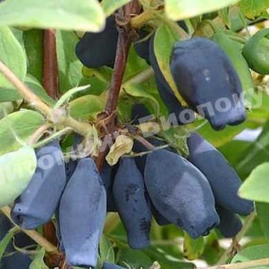 Жимолость камчатская Челябинка