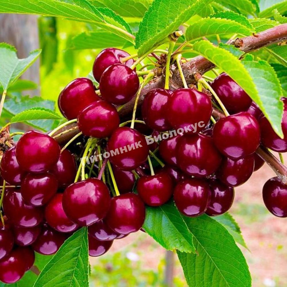 Черешня Овстуженка