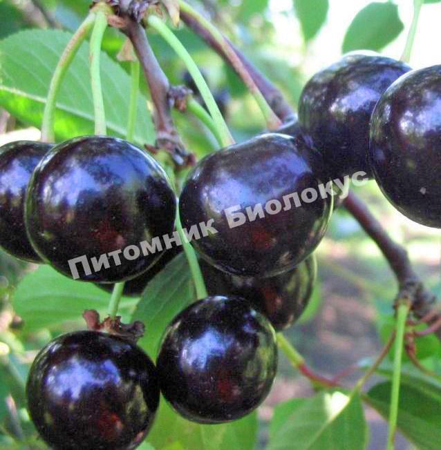 Черешня Россошанская