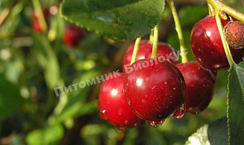 Черешня Аделина