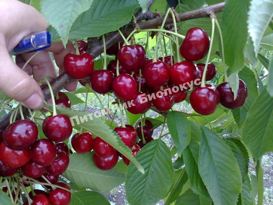 Черешня Аннушка