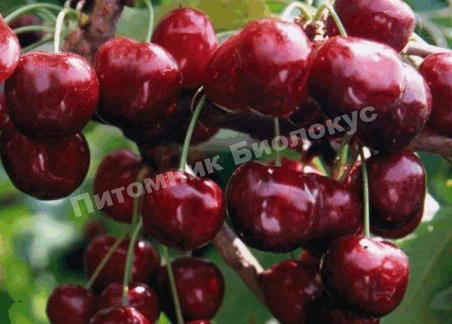 Черешня Бахор