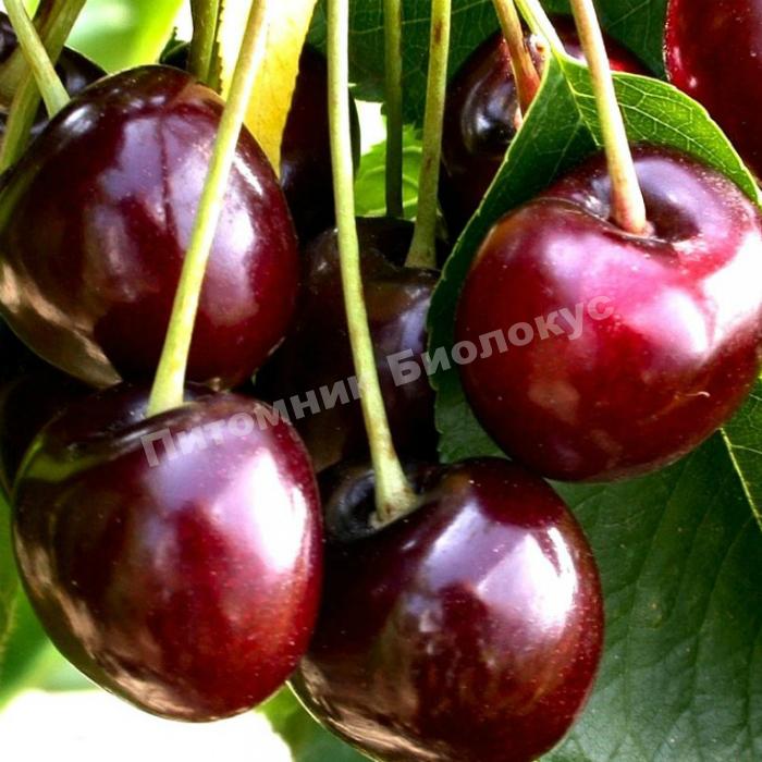 Черешня Бигарро Бурлат