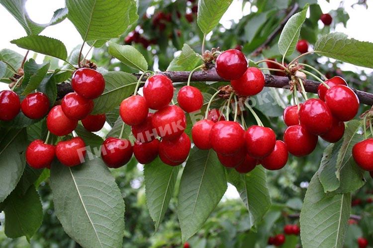 Черешня Бряночка