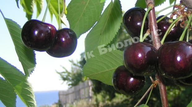 Черешня Дайбера черная