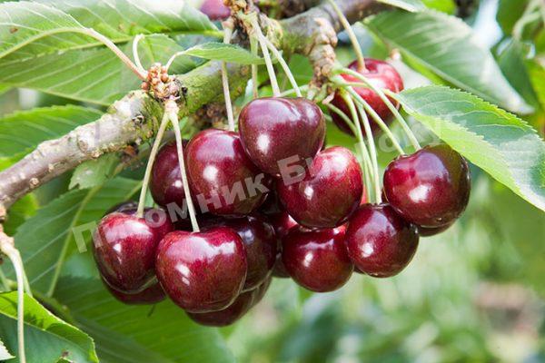 Черешня Дроздовская