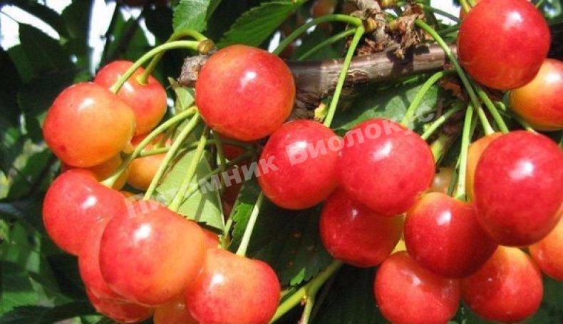 Черешня Франц Иосиф