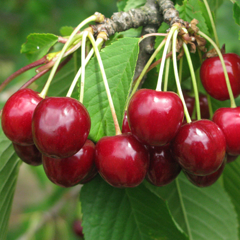 Черешня Гронкавая