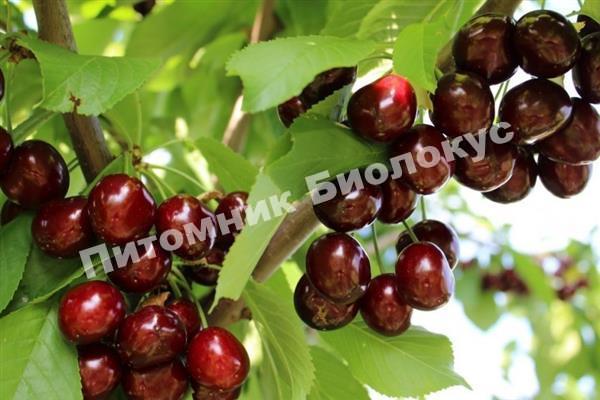 Черешня Ипуть